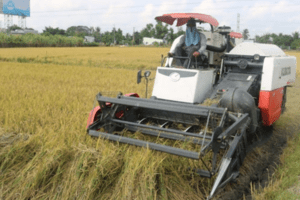 Giá lúa gạo hôm nay 30/4 và tổng kết tuần qua: Giá gạo tăng 100 đồng/kg