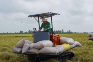 Giá lúa gạo hôm nay 4/5: Thị trường bớt trầm lắng