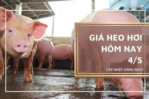 Giá heo hơi hôm nay 4/5: Tiếp tục dao động trong khoảng 51.000 – 54.000 đồng/kg