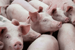Giá heo hơi hôm nay 5/5: Tăng – giảm cao nhất 2.000 đồng/kg