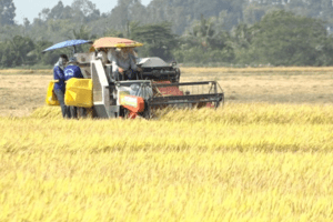 Giá lúa gạo hôm nay 6/5: Lúa tăng 100 đồng/kg, gạo tăng 50 đồng/kg