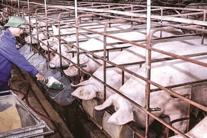 Giá heo hơi hôm nay 7/5: Ghi nhận mức cao nhất 55.000 đồng/kg