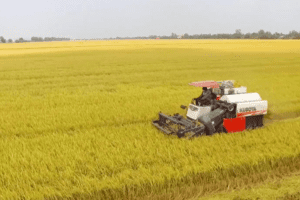 Giá lúa gạo hôm nay 11/5: Giá gạo tăng, doanh nghiệp tấp nập đơn hàng