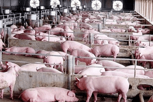Giá heo hơi hôm nay 17/5: Tăng từ 1.000 - 3.000 đồng/kg trên diện rộng
