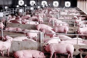 Giá heo hơi hôm nay 25/5: Tiếp tục tăng từ 1.000 - 3.000 đồng/kg