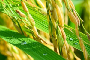 Giá lúa gạo hôm nay 26/5: Xuất khẩu gạo với nhiều điểm sáng