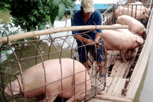 Giá heo hơi hôm nay 27/5: Giảm nhẹ 1.000 đồng/kg tại một vài địa phương