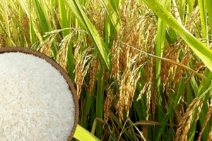 Giá lúa gạo hôm nay 27/5: Tiếp tục giữ ổn định