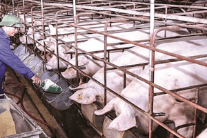 Giá heo hơi hôm nay 28/5: Ghi nhận mức cao nhất 61.000 đồng/kg