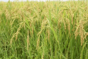 Giá lúa gạo hôm nay 29/5: Xuất khẩu gạo ghi nhận điểm sáng, giá và lượng đều tăng cao