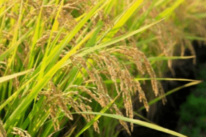 Giá lúa gạo hôm nay 30/5: Không có biến động nhiều trong phiên giao dịch đầu tuần