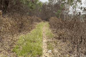 Nắng nóng kéo dài, nguy cơ cháy rừng ở Nghệ An đang ở mức rất cao