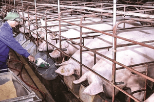 Giá heo hơi hôm nay 31/5: Tăng - giảm 1.000 đồng/kg trong phạm vi hẹp
