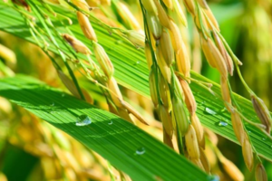 Giá lúa gạo hôm nay 31/5: Đi ngang ở tất cả các mặt hàng