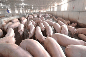 Giá heo hơi hôm nay 1/6: Giảm 1.000 - 2.000 đồng/kg ở cả ba khu vực