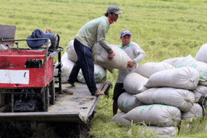 Giá lúa gạo hôm nay 2/6: Giá gạo xuất khẩu tăng 3 USD/tấn