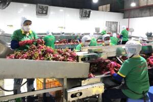 Giữ vững vai trò trụ đỡ của nông nghiệp