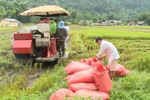 Giá lúa gạo hôm nay 6/6: Giá gạo tiếp tục tăng 50 đồng/kg