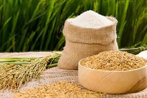 Giá lúa gạo hôm nay 7/6: Giá gạo tiếp đà tăng, thị trường sôi động