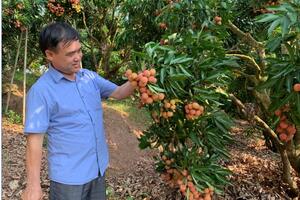 Làm gì để nhãn, vải thiều được mùa, được giá?