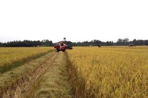 Giá lúa gạo hôm nay 11/6 và tổng kết tuần qua: Giá gạo xuất khẩu cao nhất thế giới