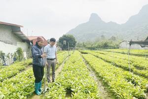 Phát triển kinh tế từ mô hình ươm cây giống