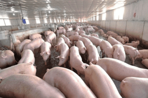 Giá heo hơi hôm nay 16/6: Tiếp tục tăng và ghi nhận mức cao nhất 63.000 đồng/kg