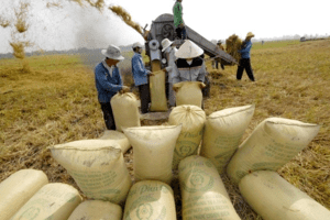 Giá lúa gạo hôm nay 15/6: Giá gạo xuất khẩu duy trì ở mức cao