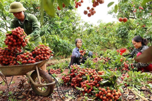 Bắc Giang: Tiêu thụ nông sản qua sàn thương mại điện tử là hướng đi quan trọng