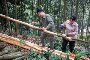 “Vàng xanh” giúp người dân ở Yên Lập thoát nghèo