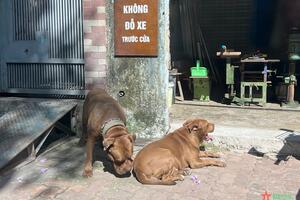 Giữ an toàn cho trẻ em khi tiếp xúc với vật nuôi