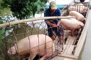 Giá heo hơi hôm nay 21/6: Tiếp tục điều chỉnh tăng 1.000 – 2.000 đồng/kg