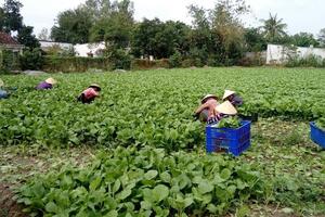 Vì sao nhiều nông dân chưa mặn mà tham gia hợp tác xã?