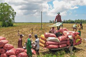Giá lúa gạo hôm nay ngày 4/7/2023: Giá lúa tăng 100 – 200 đồng/kg; giao dịch sôi động