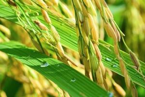 Giá lúa gạo hôm nay ngày 6/7/2023: Nhu cầu mua nhiều, giá lúa gạo tăng 100 đồng/kg