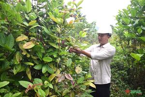 Xóa nghèo từ cây dược liệu