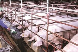 Giá heo hơi hôm nay ngày 18/7/2023: Đi ngang ngày thứ ba liên tiếp