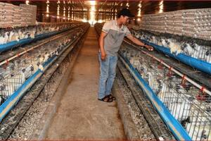 Nông nghiệp Nghệ An vươn lên tốp đầu cả nước