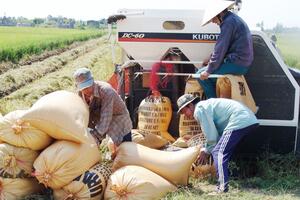 Giá lúa gạo hôm nay ngày 20/7/2023: Nguồn nhiều, giá lúa Hè thu neo cao
