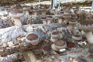 Trồng nấm theo hướng hữu cơ