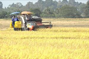 Giá lúa gạo hôm nay ngày 21/7/2023: Giá gạo xuất khẩu tiếp tục tăng 5 USD/tấn