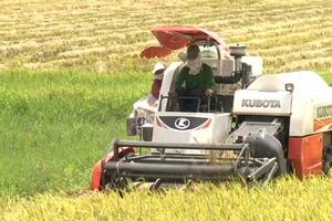 Giá lúa gạo hôm nay ngày 25/7/2023: Tăng mạnh 200 – 300 đồng/kg; nhu cầu mua nhiều