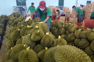 Mới được cấp phép xuất khẩu chính ngạch sang Trung Quốc, mặt hàng này đã mang về gần 1 tỷ USD