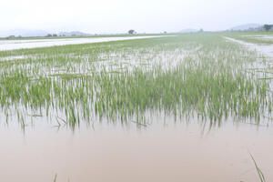 Vựa lúa huyện Lắk đứng trước nguy cơ mất trắng