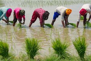 Những biến số trên thị trường gạo quốc tế