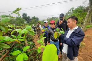 Chuyển đổi cây trồng hiệu quả thấp sang cây dược liệu - Hướng đi đột phá của Hòa Bình