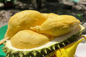 Sầu riêng bị "thổi giá" cao ngất ngưởng, doanh nghiệp không dám mua