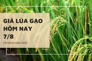 Giá lúa gạo hôm nay ngày 7/8/2023: Giá lúa tiếp đà tăng