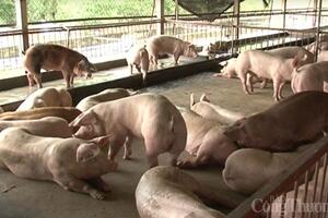 Đồng bằng sông Cửu Long: Ngăn chặn buôn bán, vận chuyển trái phép heo qua biên giới