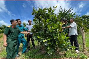Bộ đội giúp bà con buôn Ja Tu chuyển đổi cây trồng